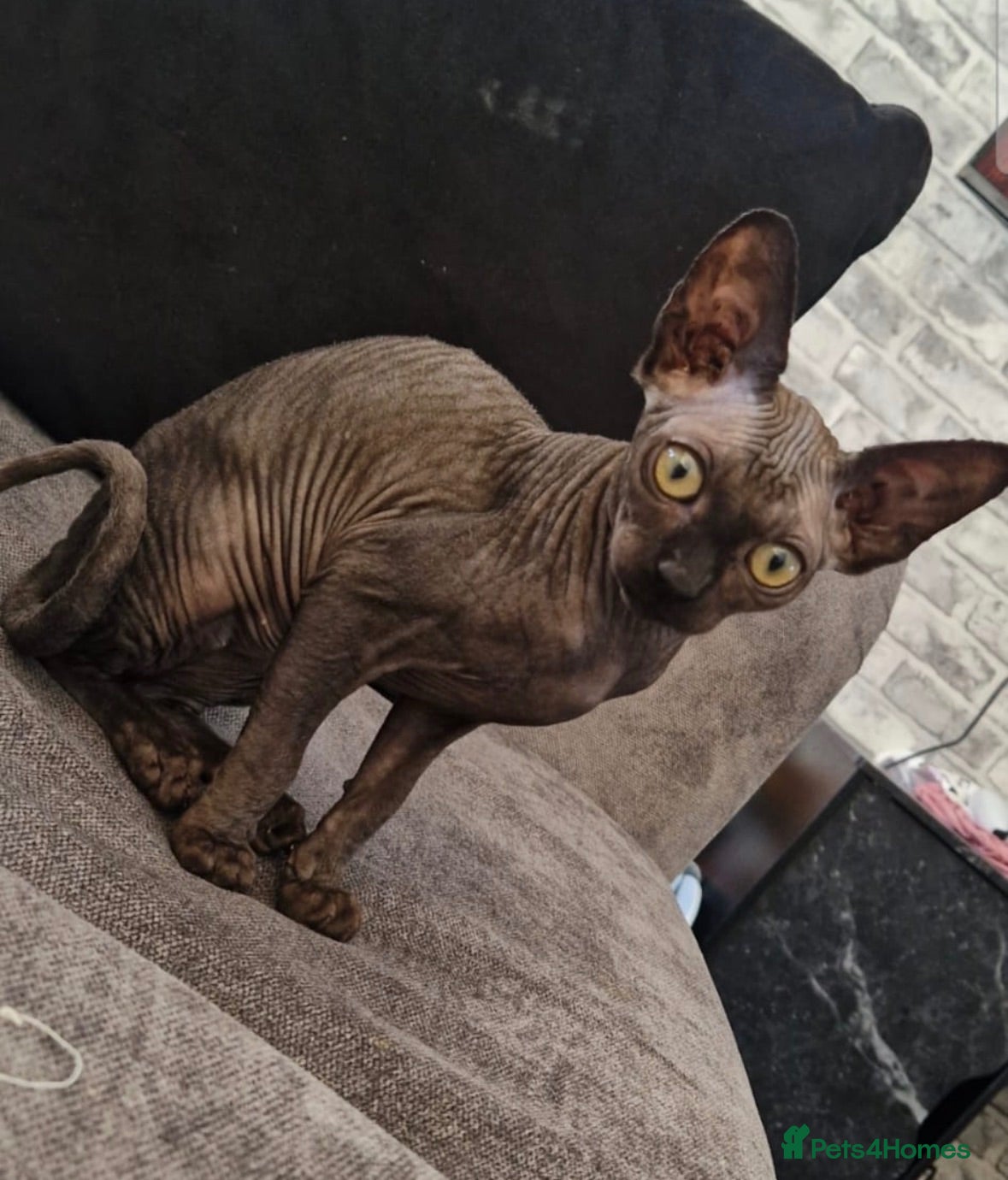 Sphynx cats Male sphynx  - Advert 4