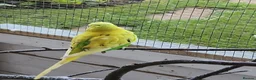 Budgerigars birds for sale: 9 x budgies to go together - Advert 2