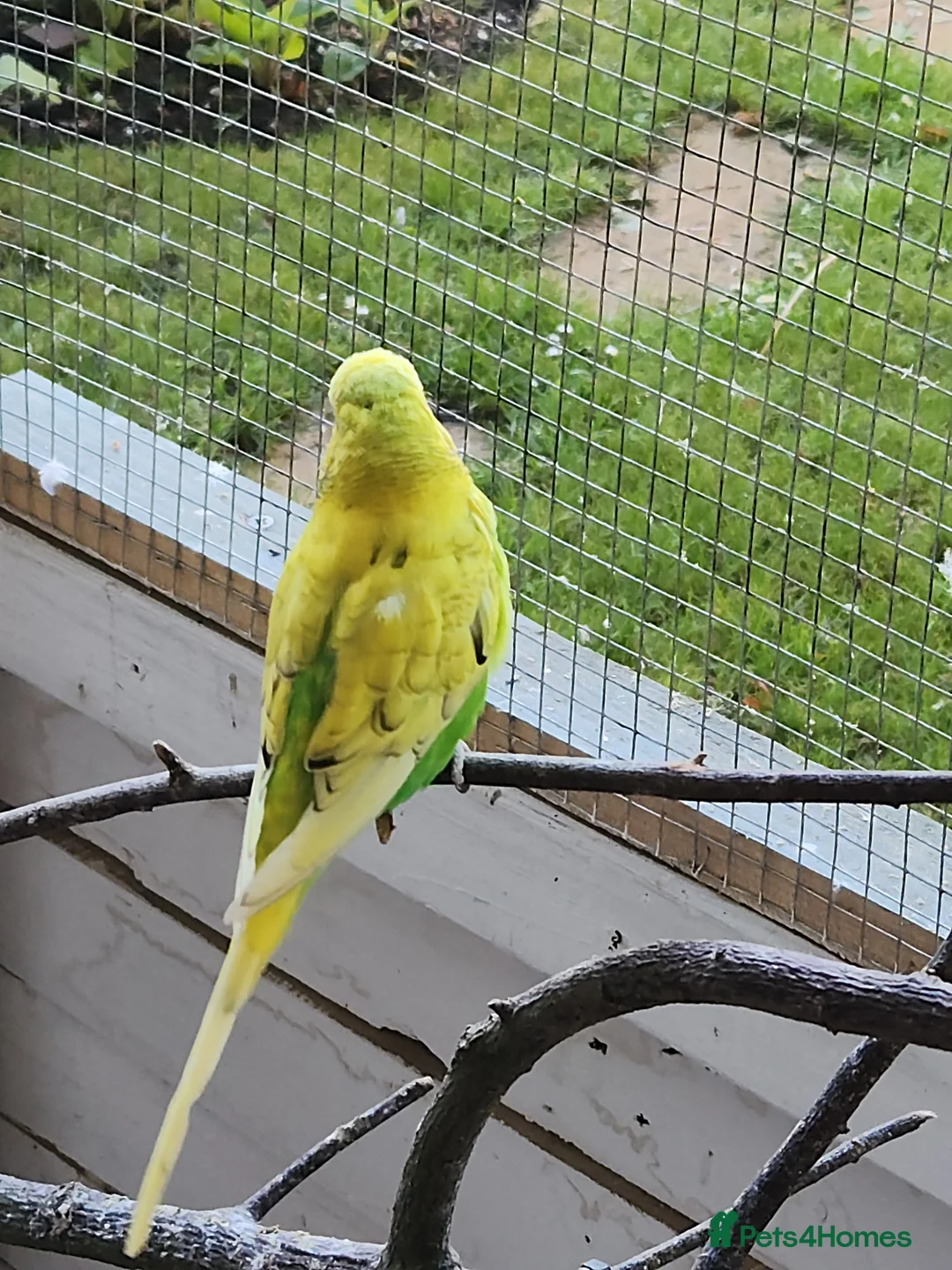 Budgerigars birds for sale: 9 x budgies to go together - Advert 2