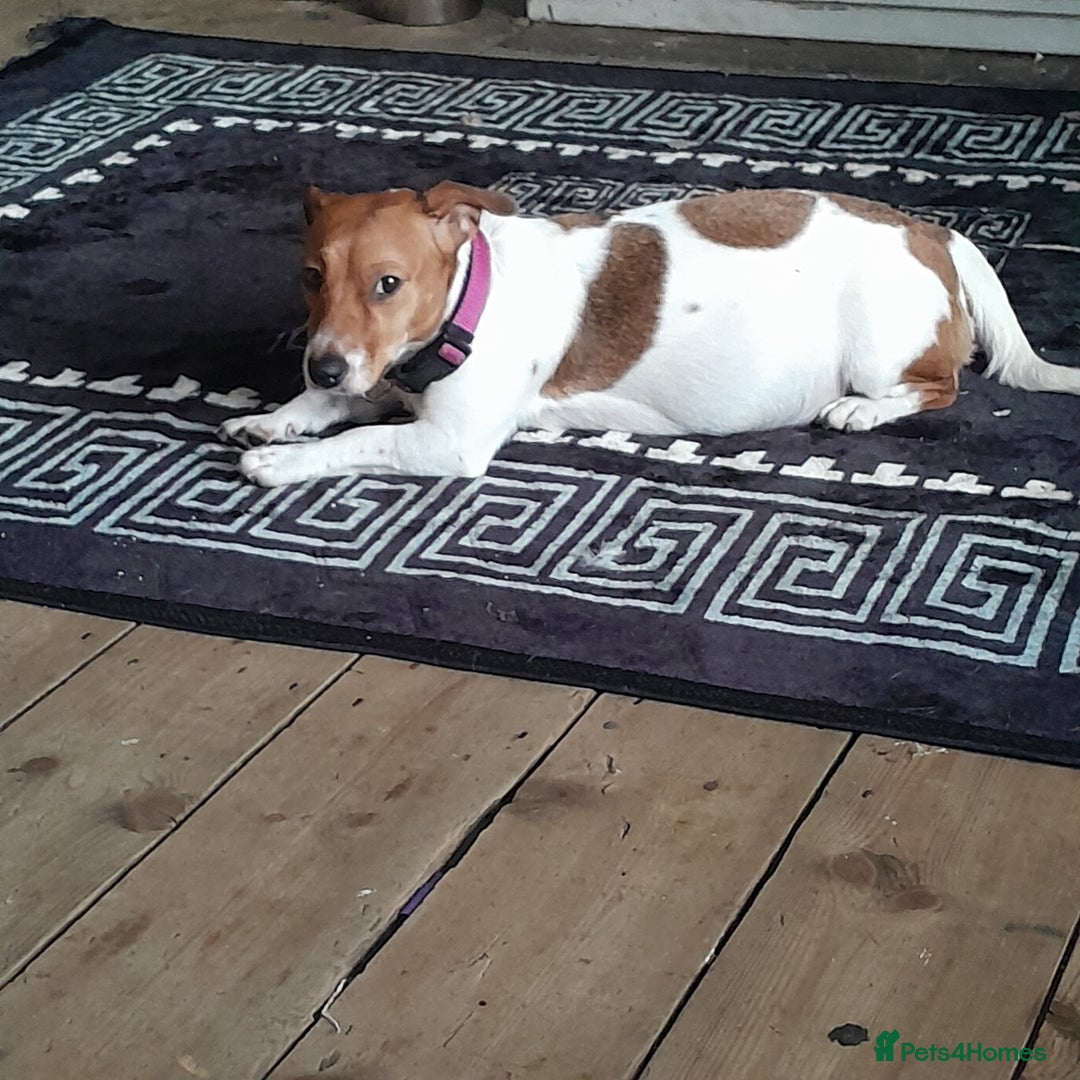 Jack Russell dogs for sale: Male jack russells  - Image 5