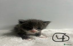 Mixed Breed cats for sale: 6 stunning kitten  - Image 9
