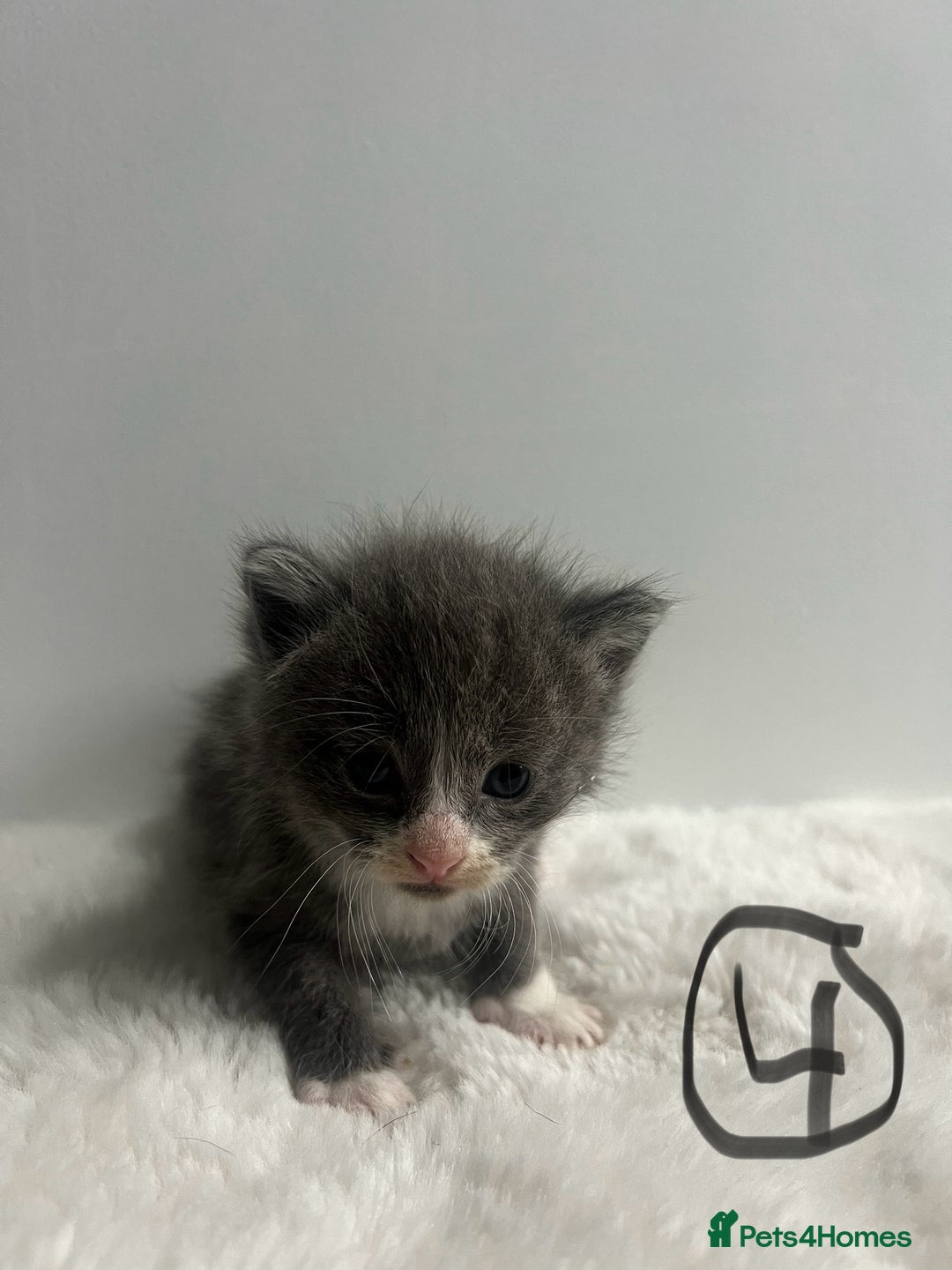 Mixed Breed cats for sale: 6 stunning kitten  - Image 9