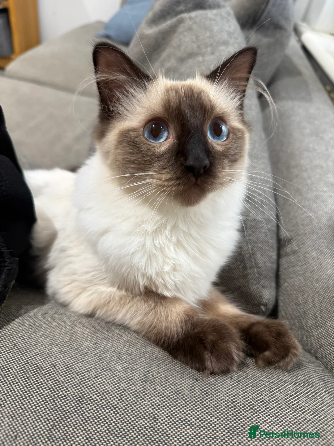 Ragdoll cats for sale: GCCF REGISTERED RAGDOLL BOY- READY NOW - Advert 2