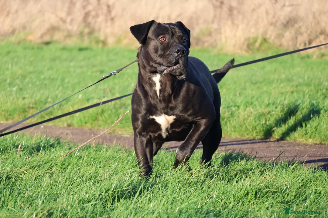 Presa Canario dogs for sale: Champion blood line presa canario - KYRO - Advert 2