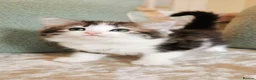 Maine Coon cats for sale: 🐾 Beautiful Maine Coon Kittens 🐾 - Advert 27