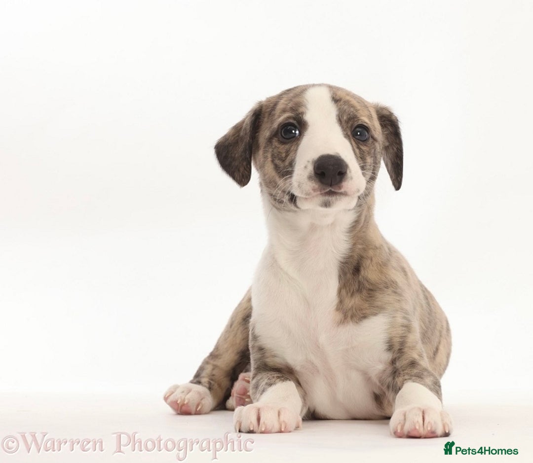 Whippet dogs for sale: Adorable kennel Club registered little Girl  - Advert 4