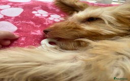 Cockapoo dogs for sale: F3 6 Month Old Cockapoo (Ralph) - Advert 9