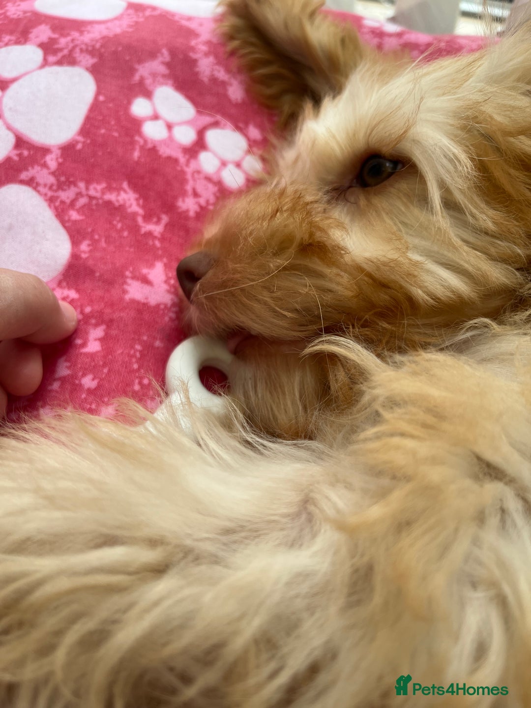 Cockapoo dogs for sale: F3 6 Month Old Cockapoo (Ralph) - Advert 9