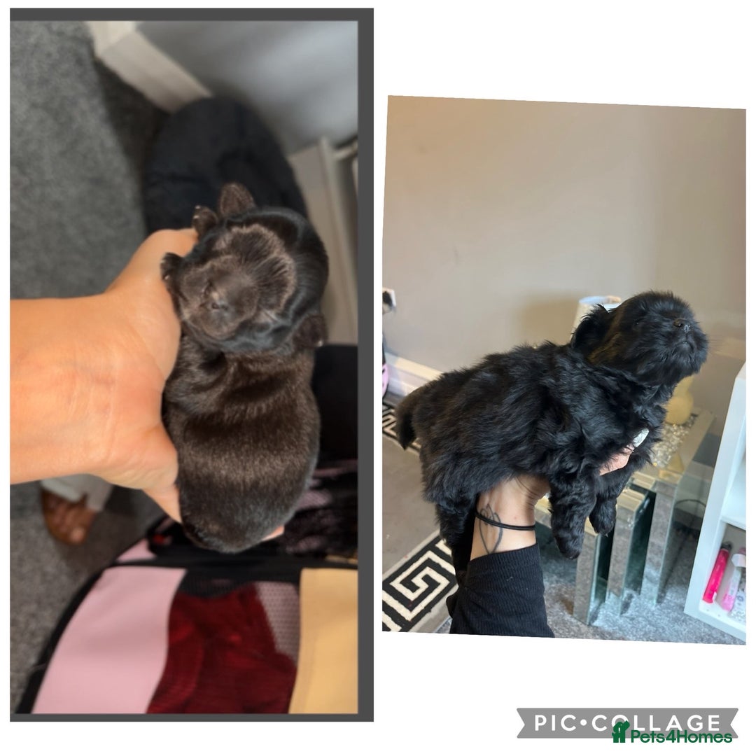 Shih Tzu dogs for sale: Bear 🐻  - Image 8