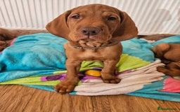 Hungarian Vizsla dogs for sale: 2 viz boys looking for loving homes - Image 29