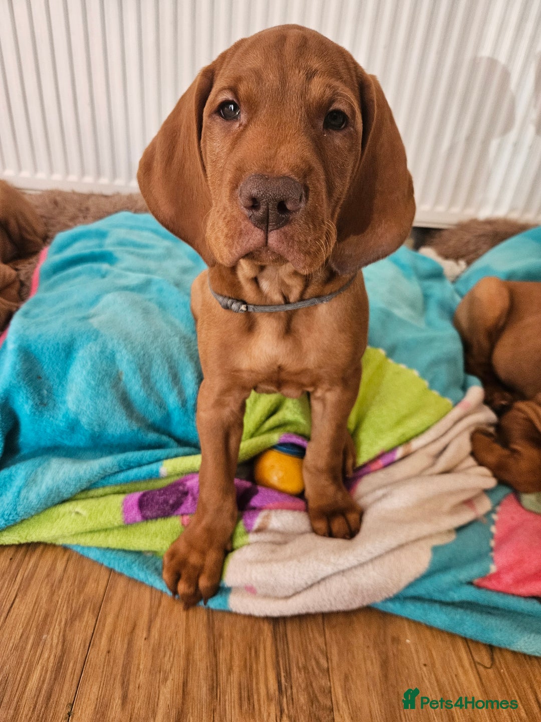 Hungarian Vizsla dogs for sale: 2 viz boys looking for loving homes - Image 29