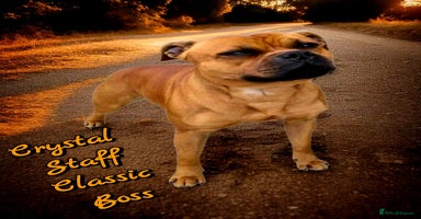 Staffordshire Bull Terrier dogs - Advert 10
