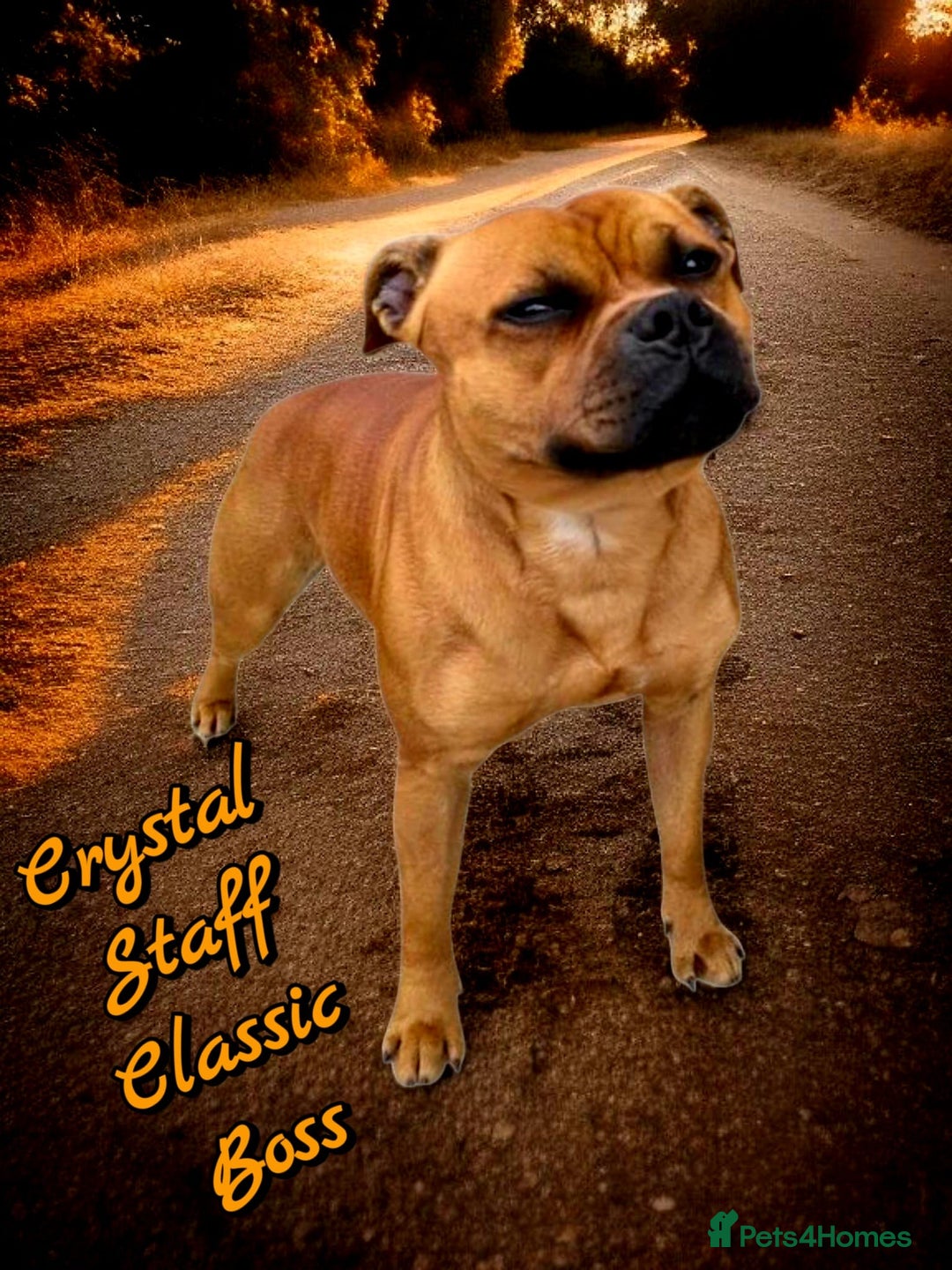 Staffordshire Bull Terrier dogs for stud: SCOOBY NOW AVAILABLE FOR STUD IN THE UK - Image 3