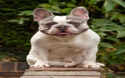 French Bulldog dogs for stud: Jasper available for stud - Advert 4