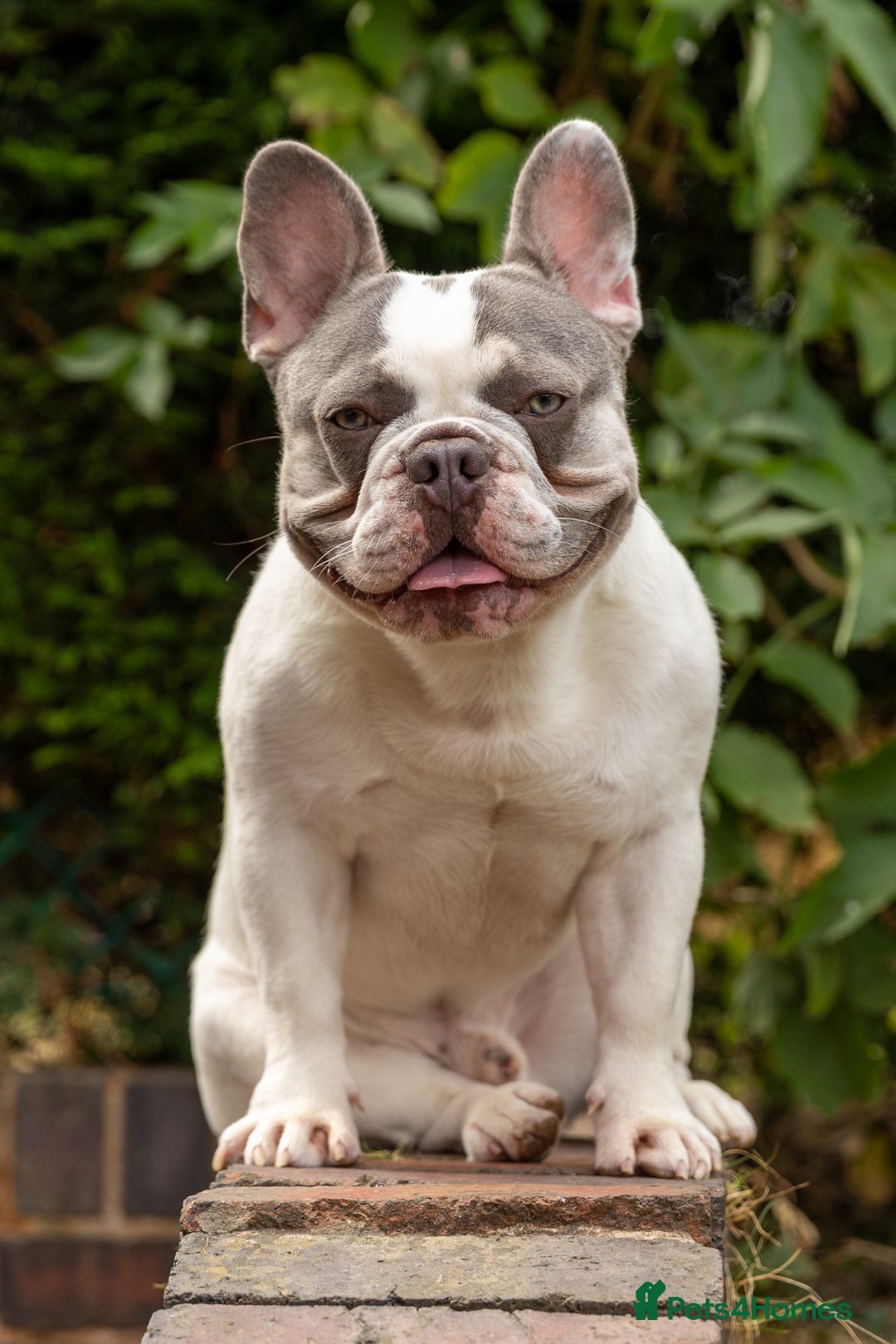 French Bulldog dogs for stud: Jasper available for stud - Advert 4