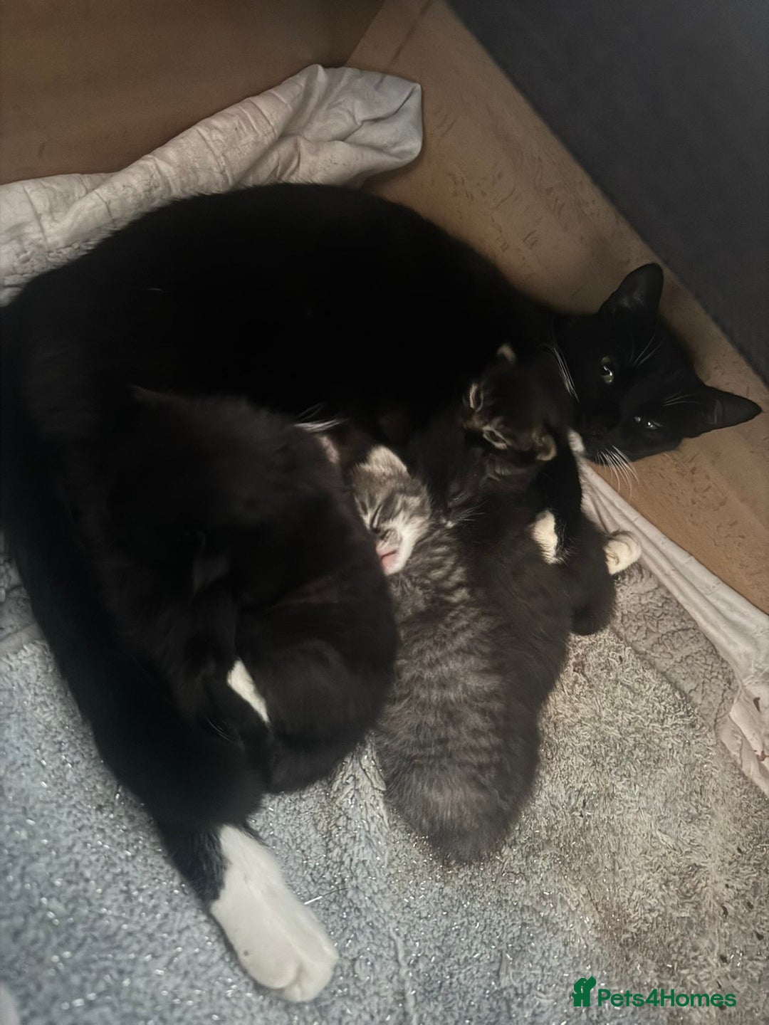 Mixed Breed cats for sale: 3 kittens for sale(1male/2female) - Advert 3