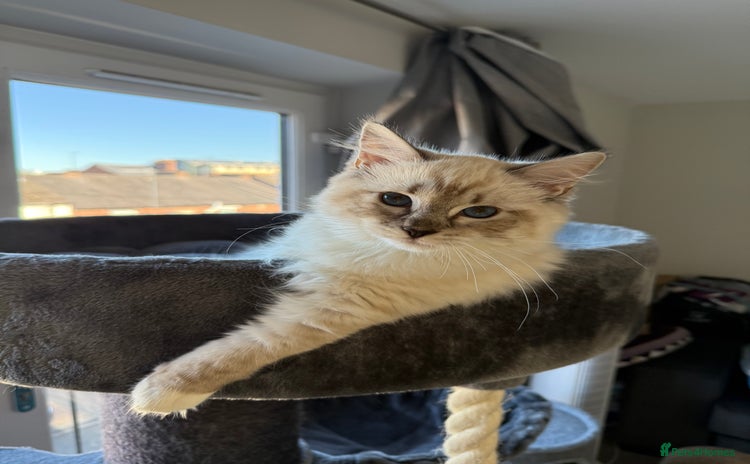 Ragdoll cats - Advert 4