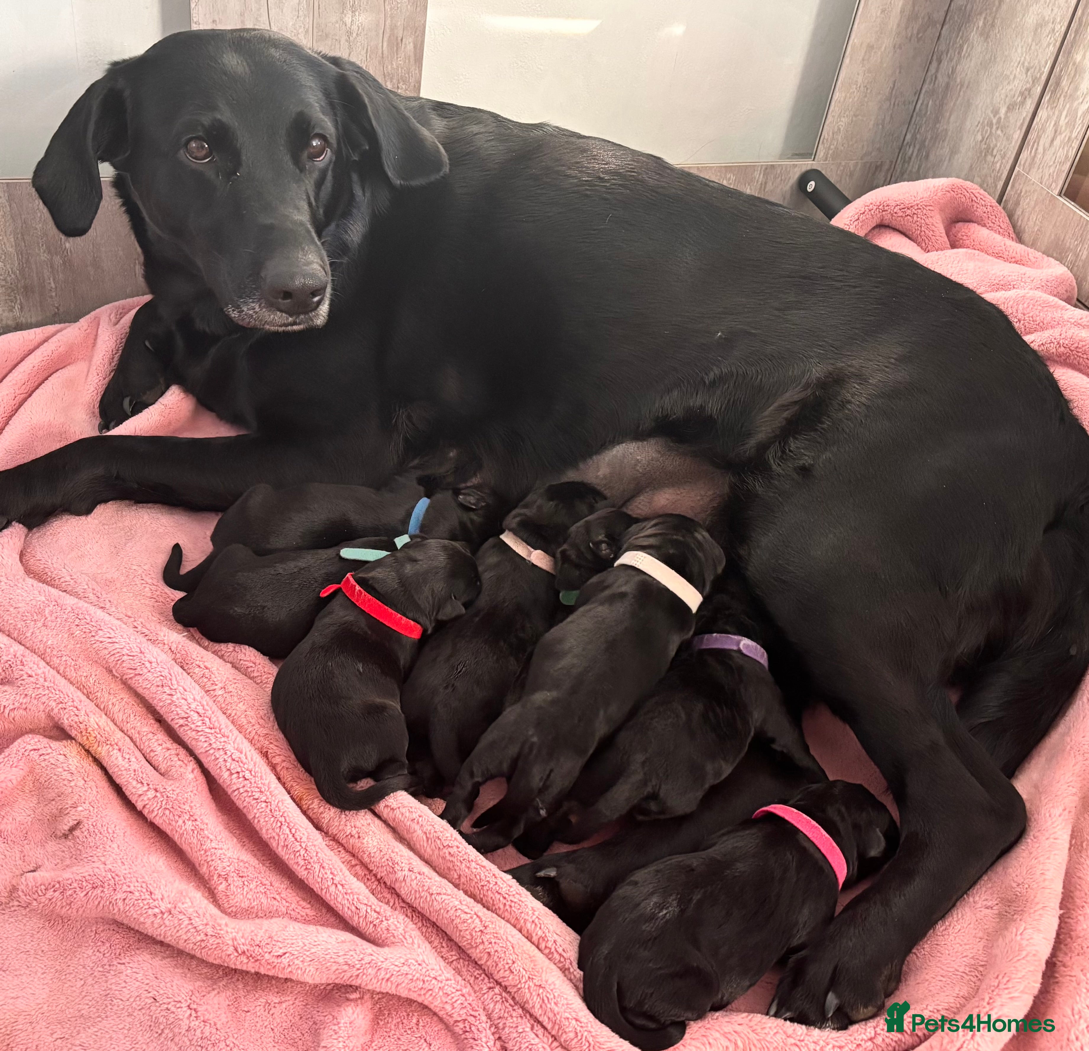 Labrador Retriever dogs for sale: 8 beautiful Black Labrador puppies for sale  - Advert 10