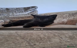 Mixed Breed cats for sale: Stunning black and ghost/black tabby kittens - Image 13