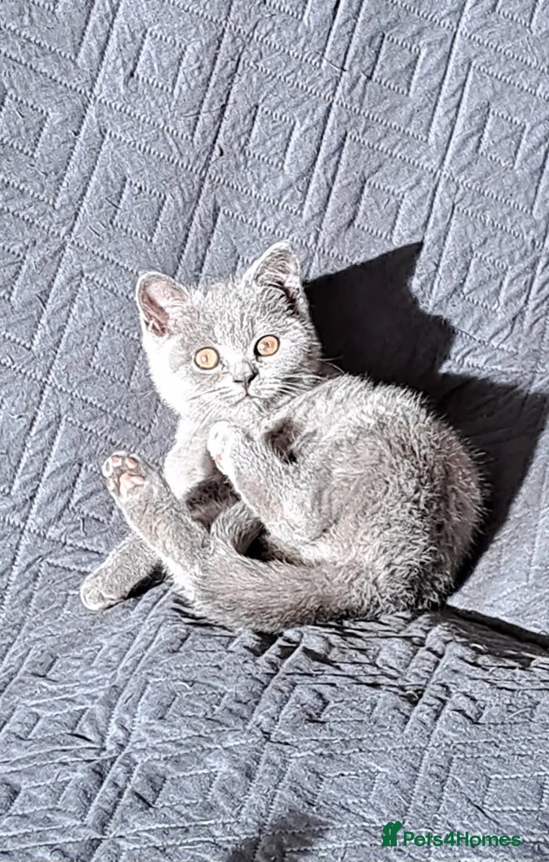 British Shorthair cats for sale: British Shorthair Blue is AVAILABLE  - Advert 6