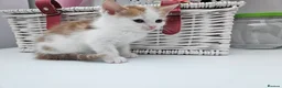 Mixed Breed cats for sale: Kittens for sale  - Advert 13