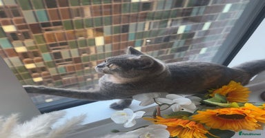British Shorthair cats - Advert 3