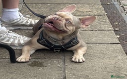 French Bulldog dogs for stud: Isabella stud - Image 7