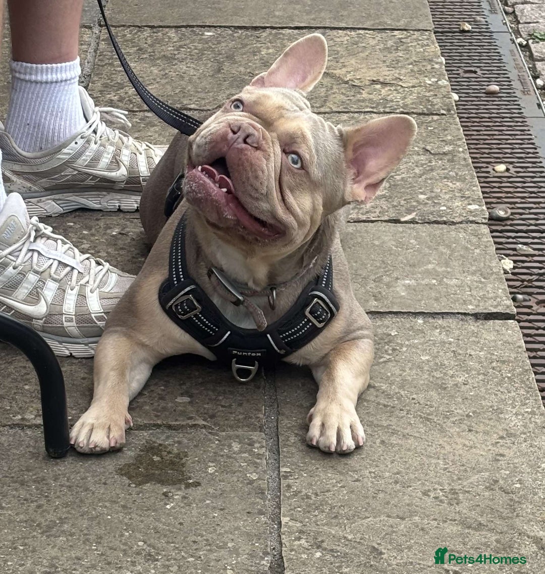 French Bulldog dogs for stud: Isabella stud - Image 7