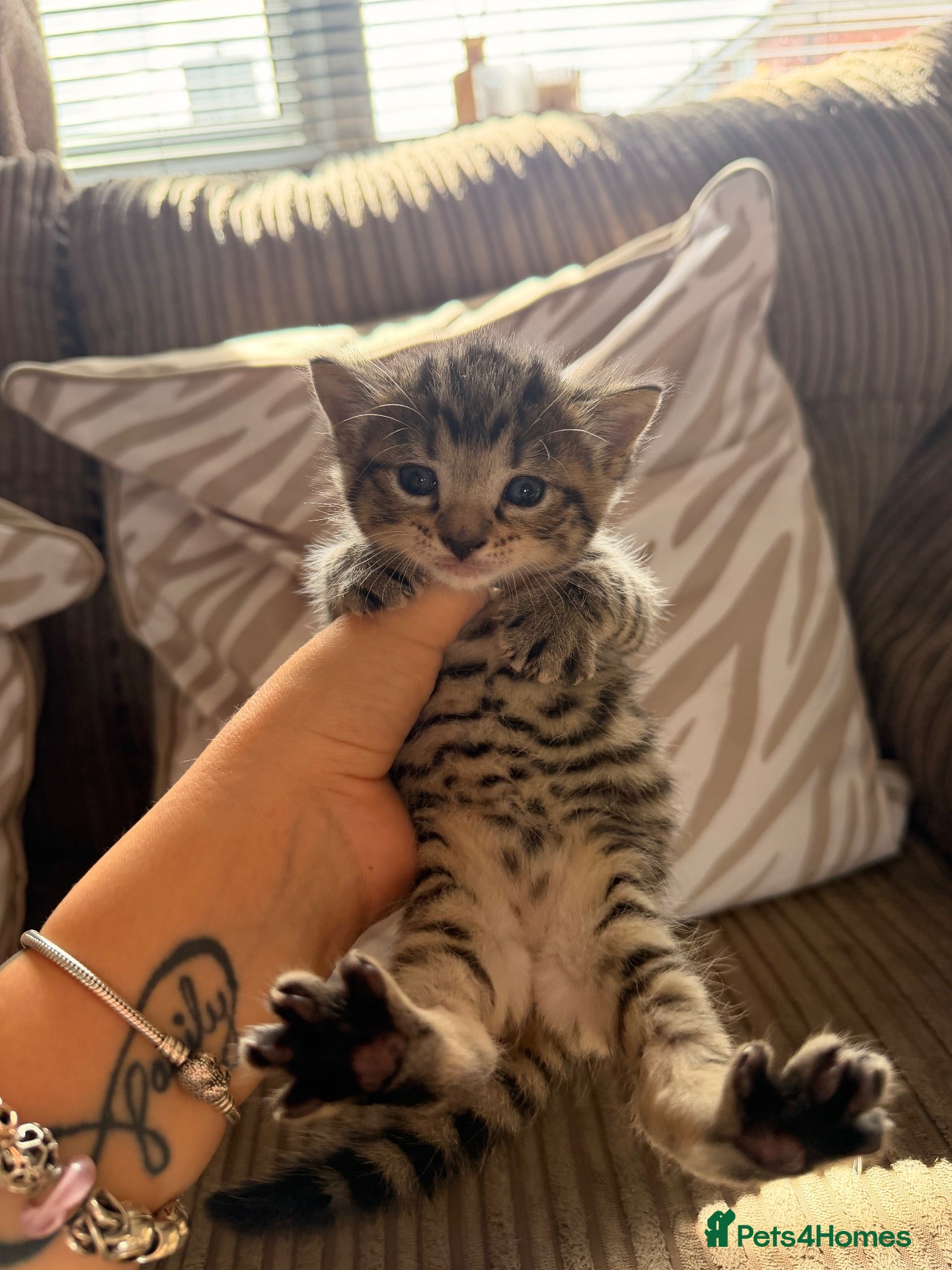 Bengal cats Bengal x BSH kitten  - Advert 1