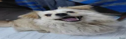Mixed Breed dogs for adoption: Albie in Nottingham - Advert 3