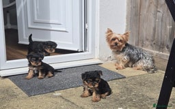 Yorkshire Terrier dogs for sale: Yorkshire Terrier for sale - Image 5