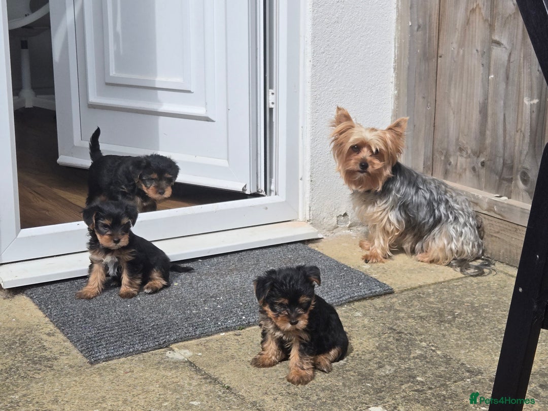 Yorkshire Terrier dogs for sale: Yorkshire Terrier for sale - Image 5