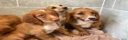 Cocker Spaniel dogs for sale: Cocker spaniel puppies  in Poole - Advert 11
