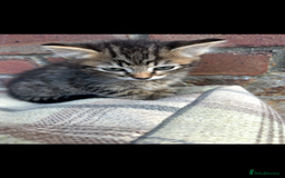 Bengal cats for sale: Beautiful Bengal Kittens  - Image 4