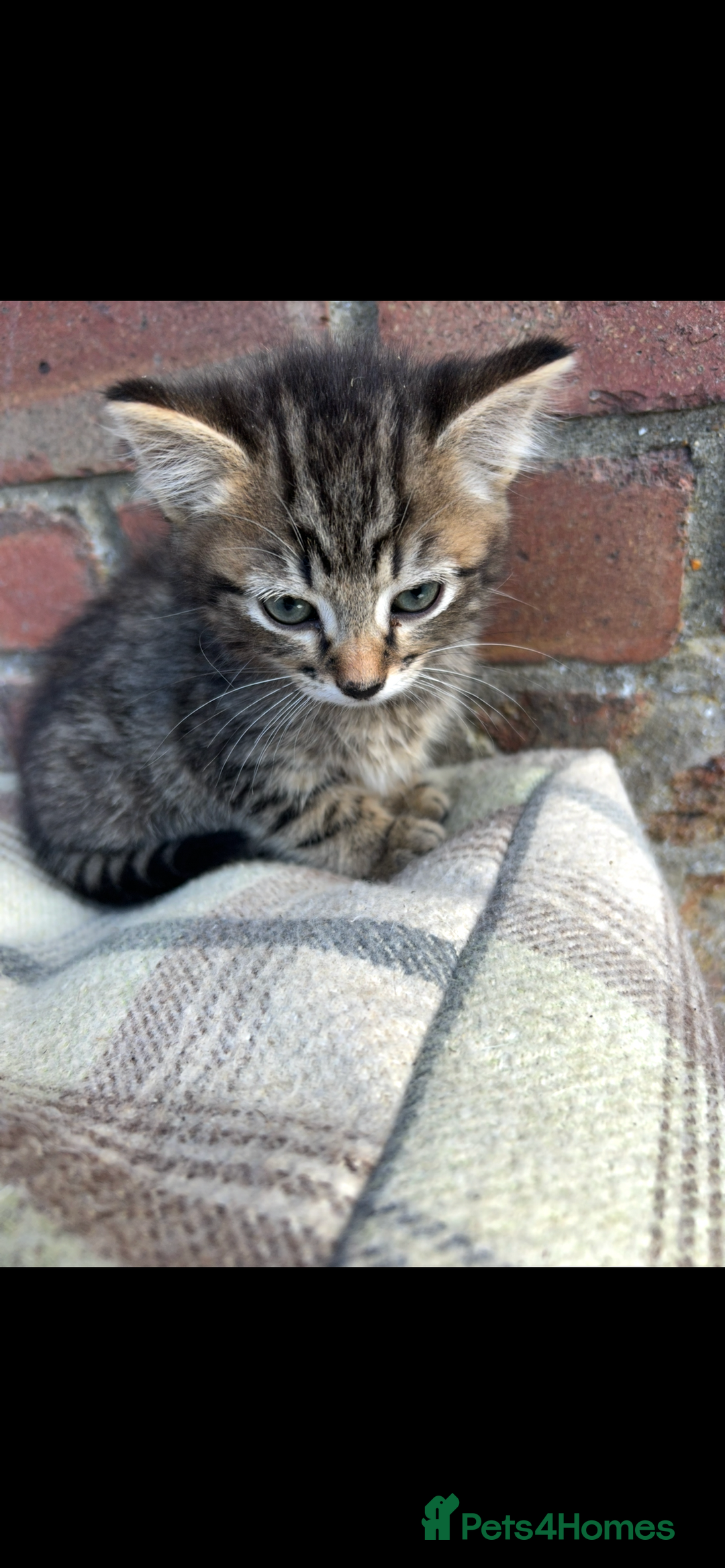Bengal cats for sale: Beautiful Bengal Kittens  - Image 4