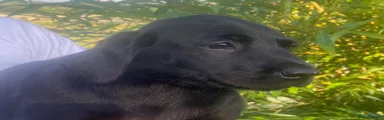 Labrador Retriever 1