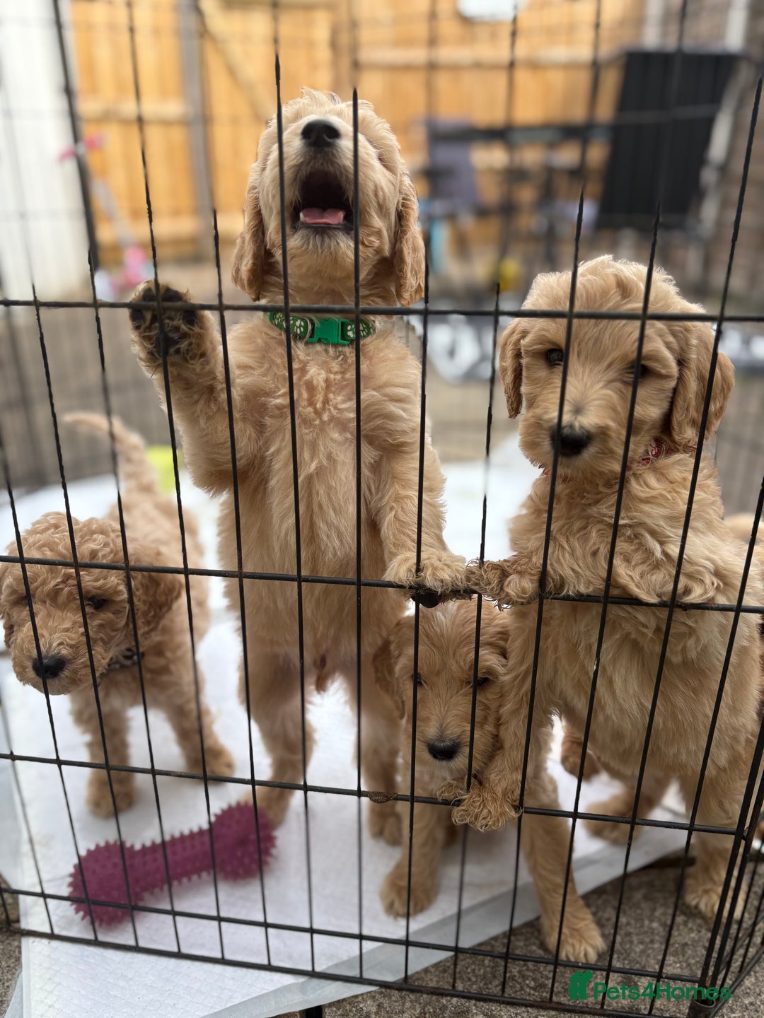 Goldendoodle dogs for sale: READY NOW! F1B golden doodles  - Image 4