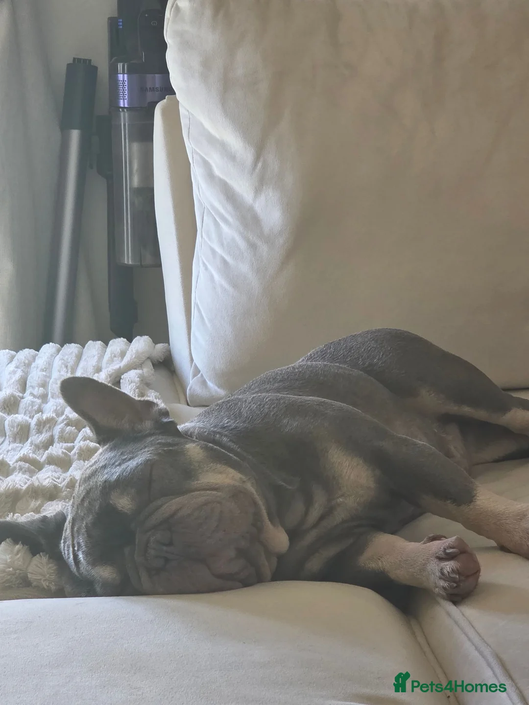 French Bulldog dogs for sale: 2 year old French Bulldog Male for sale  in Doncaster - Advert 2