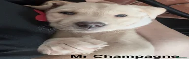 Mr Champagne 