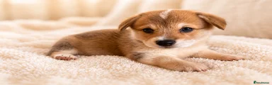 Welsh Corgi Pembroke 5