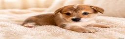 Welsh Corgi Pembroke dogs for sale: KC Registered Pembroke Welsh Corgi Puppies - Advert 18