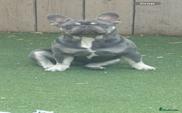 French Bulldog dogs for stud: French bulldog male stud  - Image 4