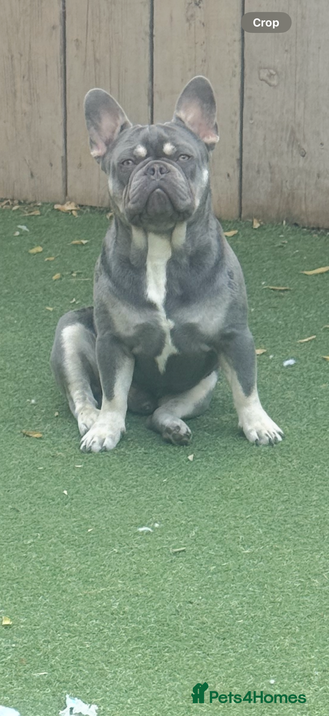 French Bulldog dogs for stud: French bulldog male stud  - Image 4