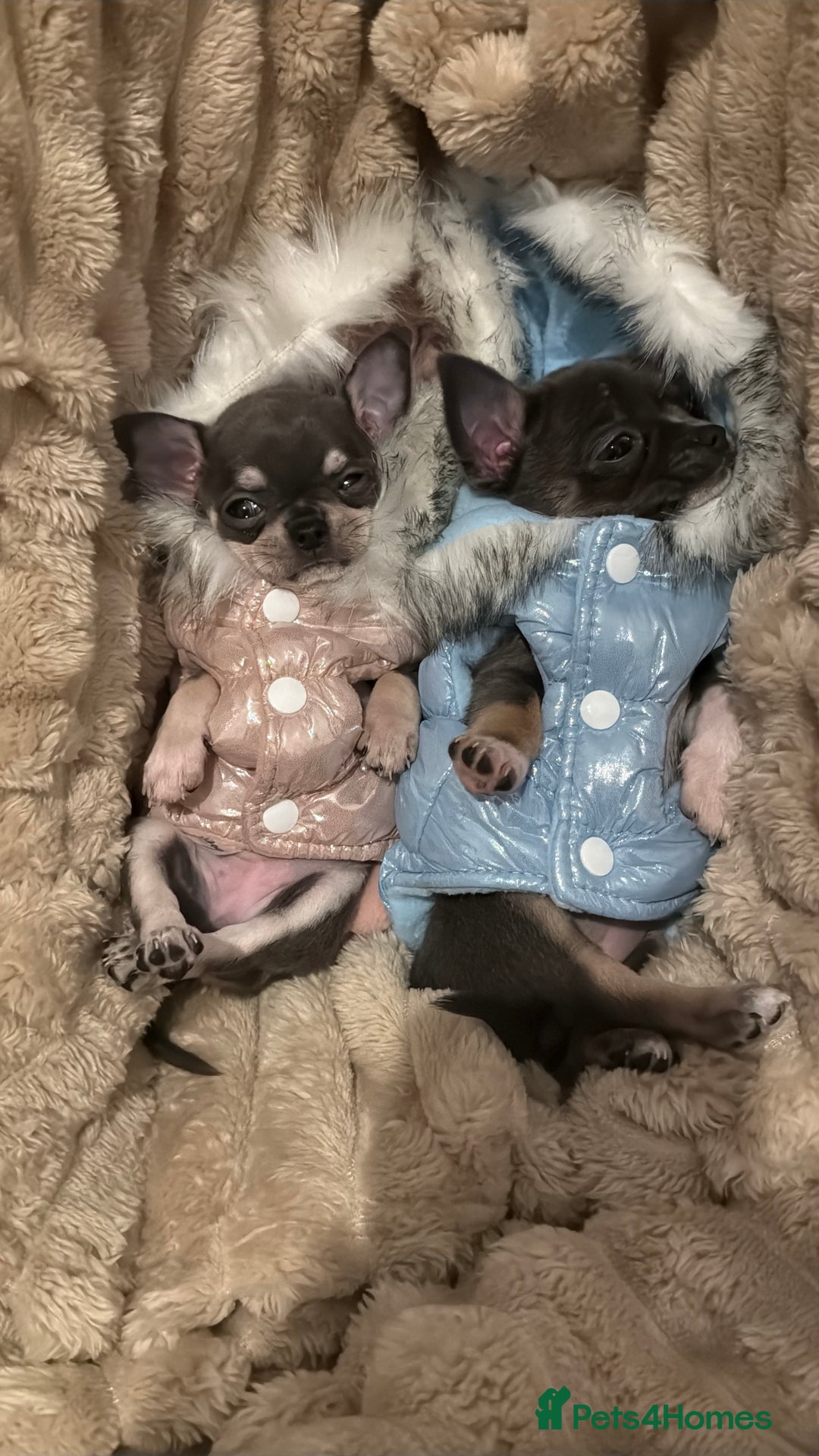 Chihuahua dogs for sale: ✨ Lilac Baby Girl with blue eyes  - Image 5
