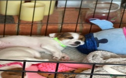 Jack Russell dogs for sale: Jack Russell Pups - Image 1