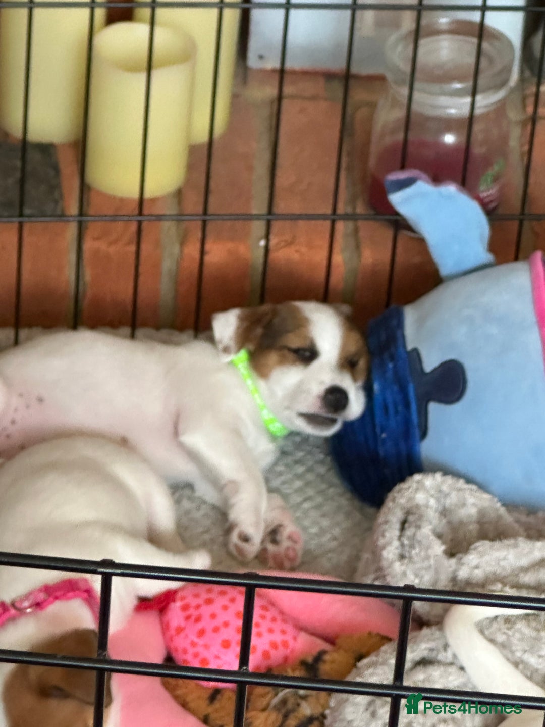 Jack Russell dogs for sale: Jack Russell Pups - Image 1