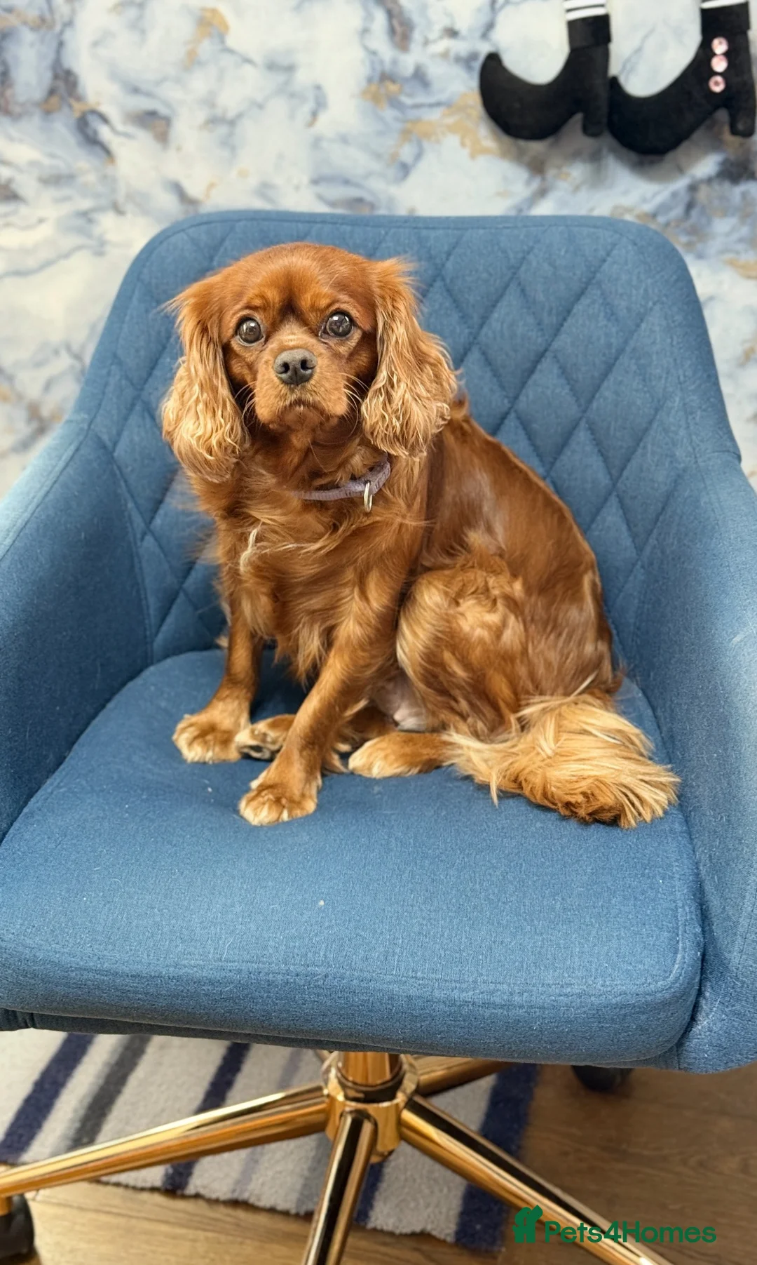 Cavapoo dogs for sale: Beautiful F1 Cavapoos - Advert 5