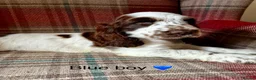 Cocker Spaniel dogs for sale: KC registered, show type, cocker spaniels  - Advert 7