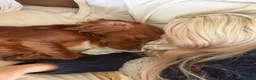 Cocker Spaniel dogs for sale: 3 Year old Cocker Spaniel Bitch  - Advert 4