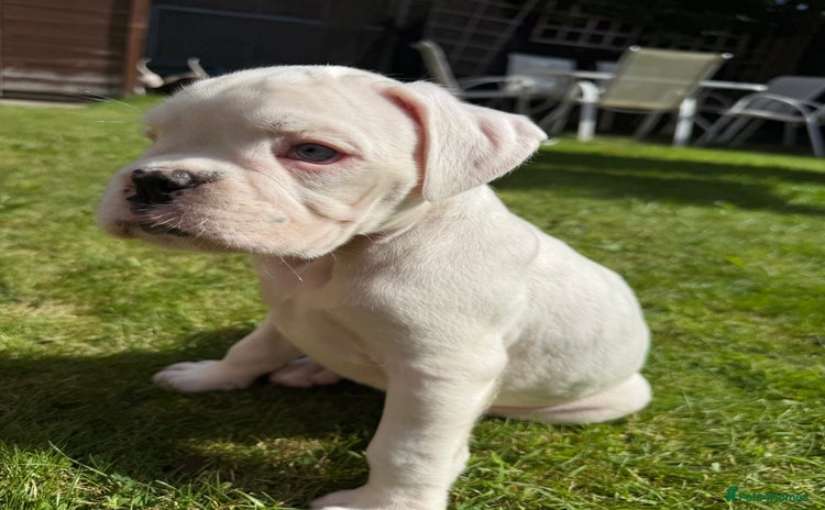 Boxer dogs - Advert 2